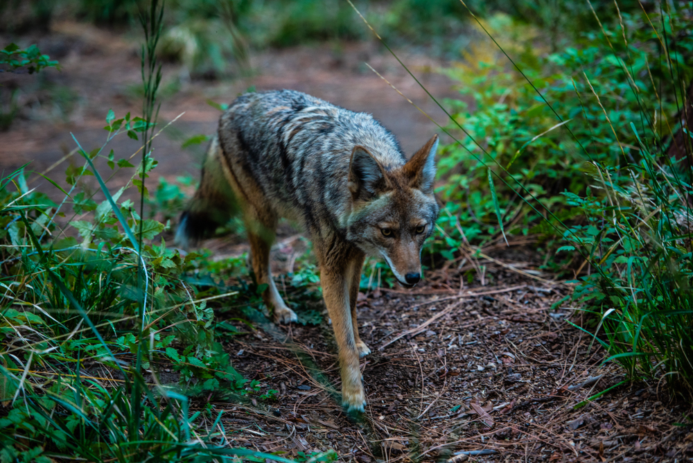 Yosemite National Park (Official GANP Park Page)